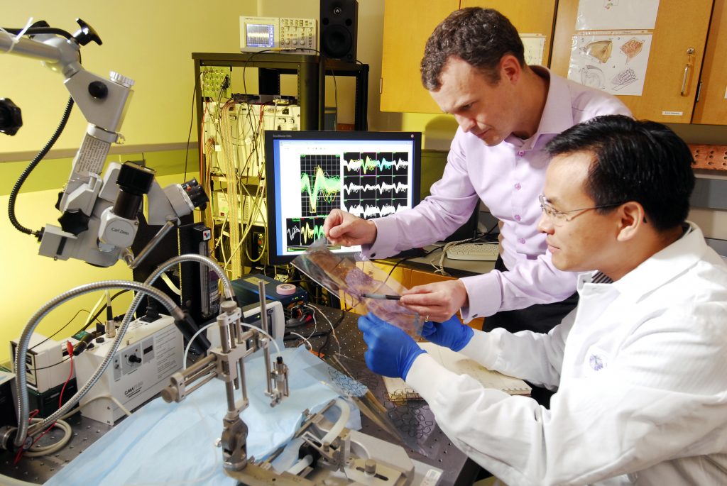 What is biomedical engineering. (Image: Wonderful Engineering)